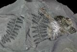 Fossil Fern (Sphenopteris & Lyginopteris) Plate - Alabama #112702-3